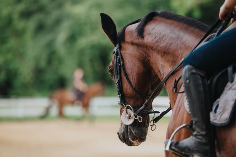 Equitazione
