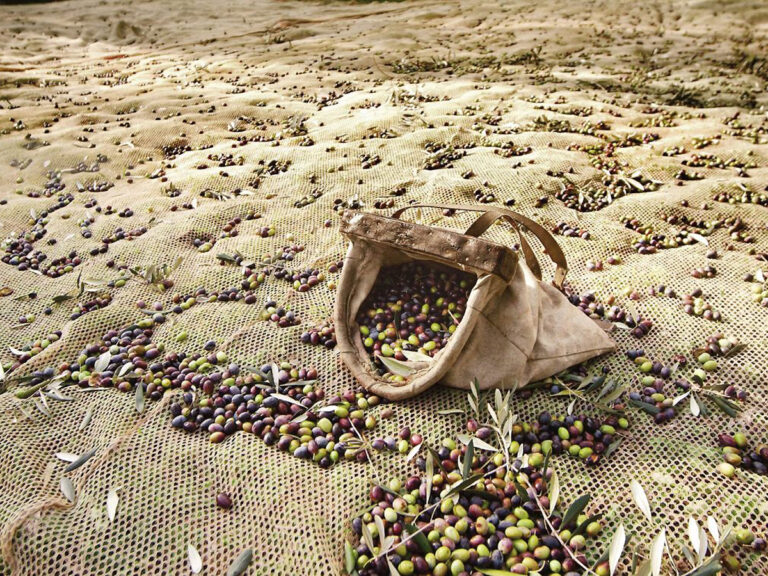 Olio EVO del nostro giardino